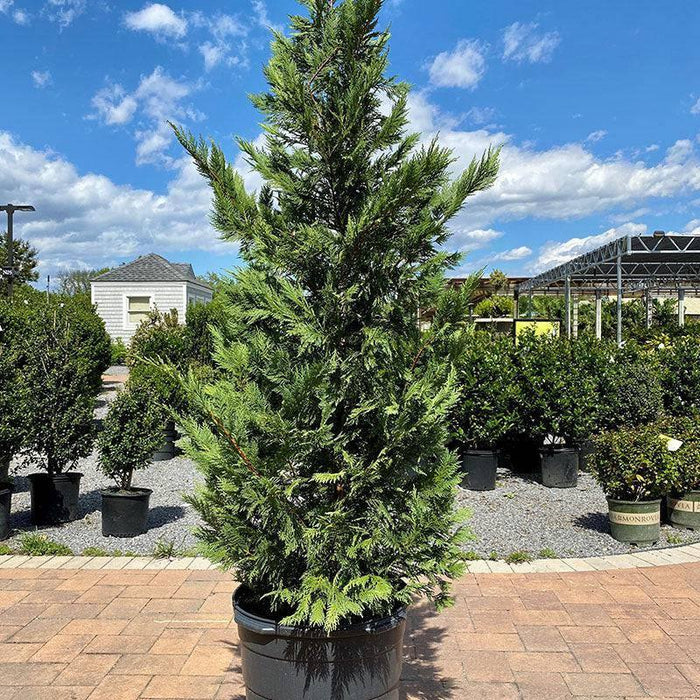 Leyland Cypress - 15 gallon - Hicks Nurseries