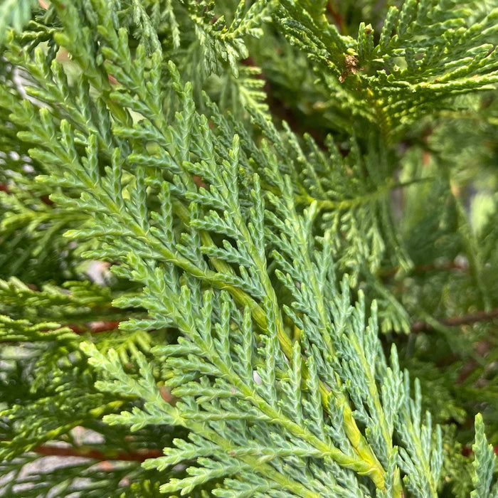 Leyland Cypress - 7 gallon - Hicks Nurseries