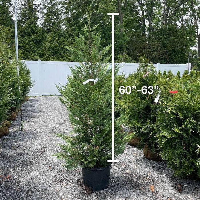 Leyland Cypress - 7 gallon - Hicks Nurseries