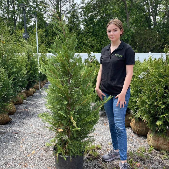 Leyland Cypress - 7 gallon - Hicks Nurseries