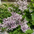 Lilac - Miss Kim - 3 gallon - Hicks Nurseries