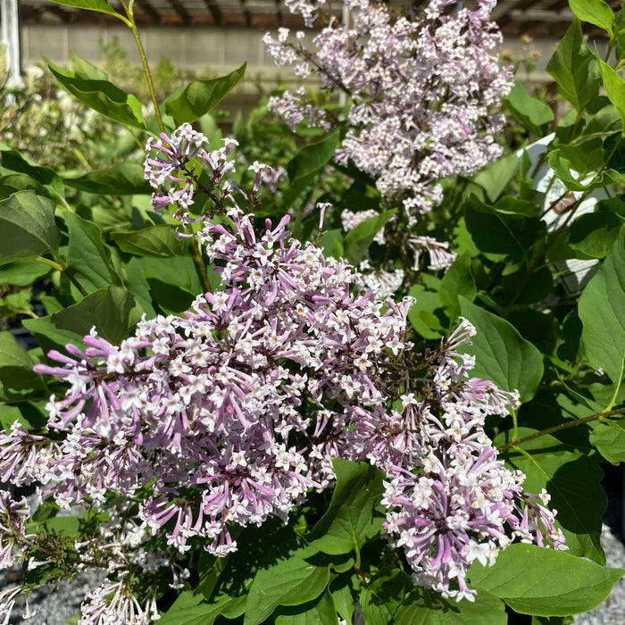 Lilac - Miss Kim - 3 gallon - Hicks Nurseries