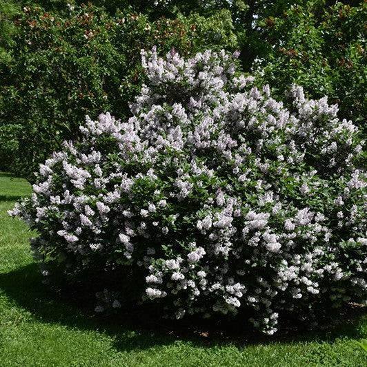 Lilac - Miss Kim - 3 gallon - Hicks Nurseries