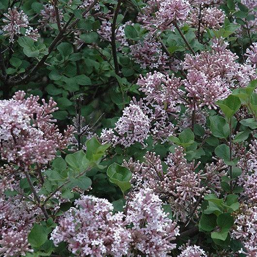 Lilac - Palibin - 3 gallon - Hicks Nurseries
