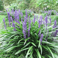 Lily Turf - Big Blue - 1 gallon - Hicks Nurseries