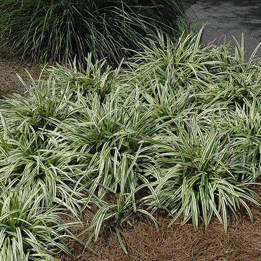 Lily Turf - Variegated - 1 gallon - Hicks Nurseries