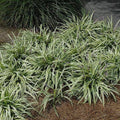 Lily Turf - Variegated - 1 gallon - Hicks Nurseries