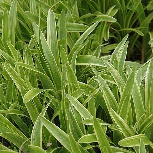 Lily Turf - Variegated - 1 gallon - Hicks Nurseries