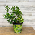 Lime - Persian - 1 gallon Pot - Hicks Nurseries