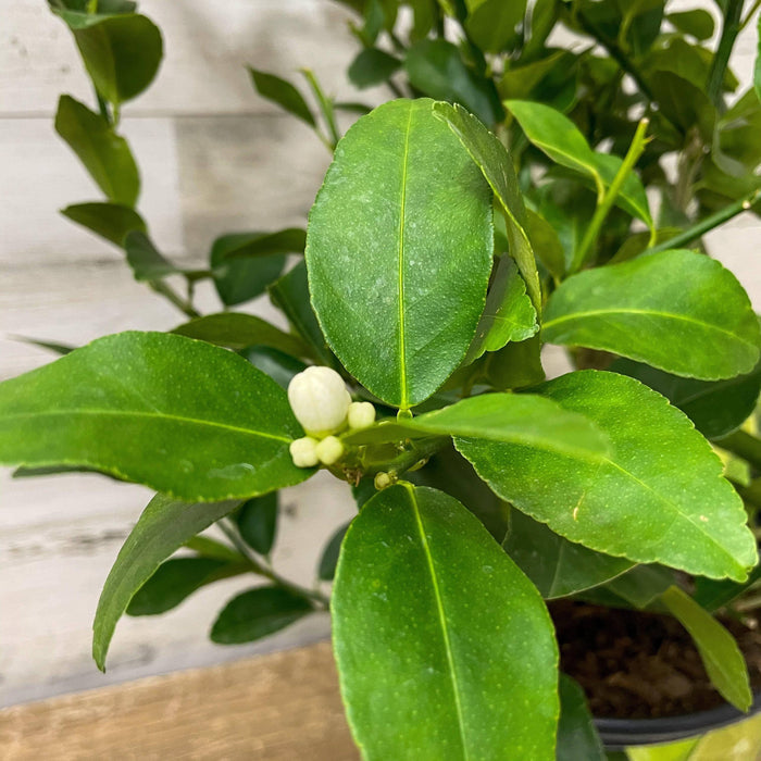 Lime - Persian - 1 gallon Pot - Hicks Nurseries