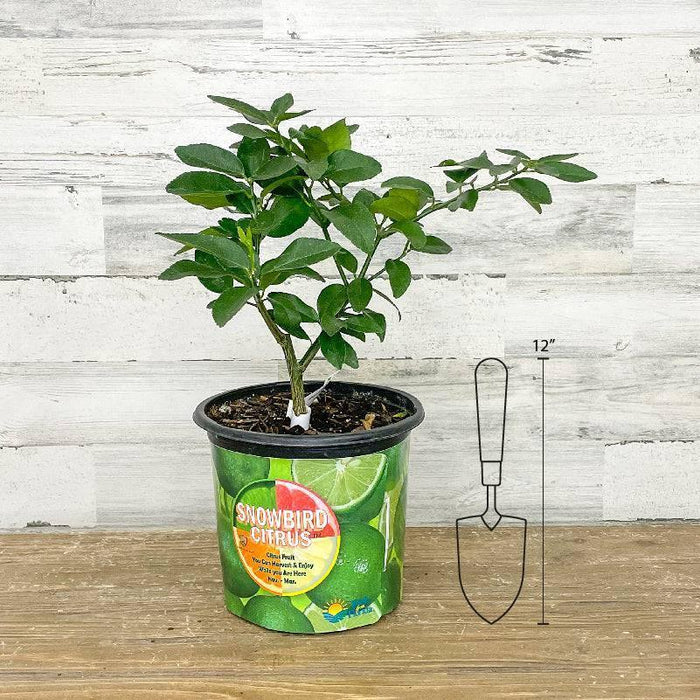 Lime - Persian - 1 gallon Pot - Hicks Nurseries