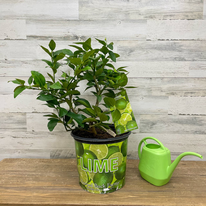 A Persian lime plant in a 3-gallon pot sits on wood beside a light green watering can. The pot shows Persian limes and "LIME." Great for home growing, it may produce seedless fruit. Brand: Available for Pick-Up & Delivery.