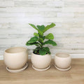 Luna Sphere Clay Pot - White - 11-inch - Hicks Nurseries