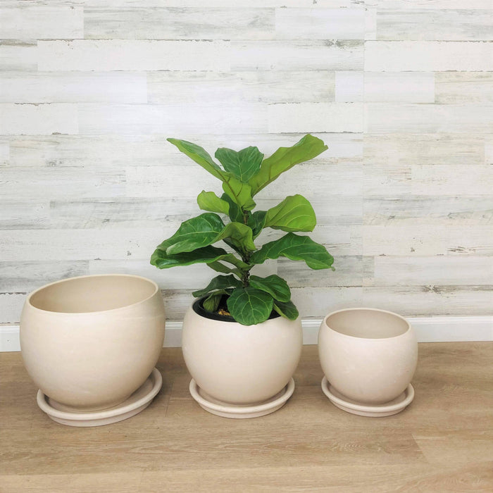 Luna Sphere Clay Pot - White - 11-inch - Hicks Nurseries