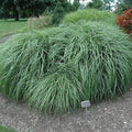 Maiden Grass - Adagio - 3 gallon - Hicks Nurseries