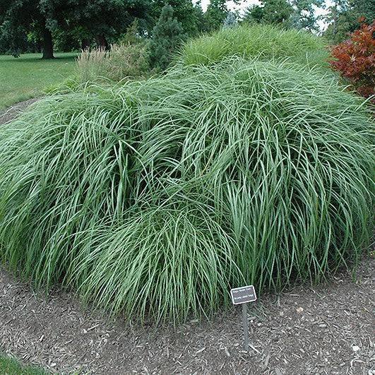 Maiden Grass - Adagio - 3 gallon - Hicks Nurseries