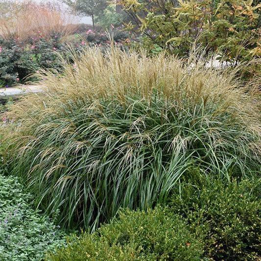 Maiden Grass - Adagio - 3 gallon - Hicks Nurseries