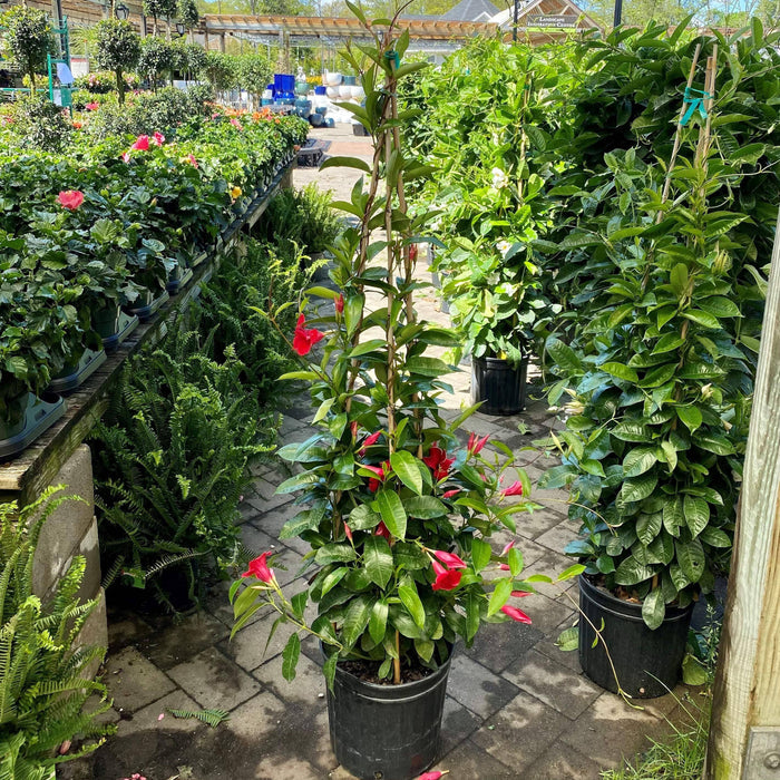 Mandevilla Teepee - 12-inch pot - Hicks Nurseries