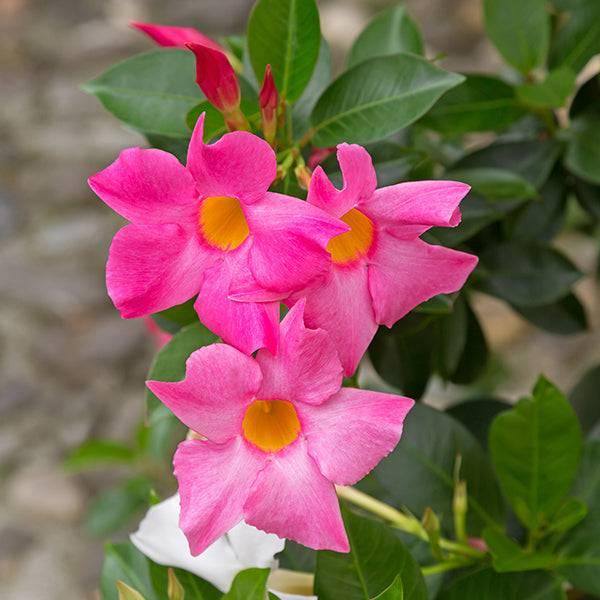 Mandevilla Trellis - 10-inch Pot - Hicks Nurseries