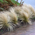 Mexican Feather Grass - 1 gallon - Hicks Nurseries