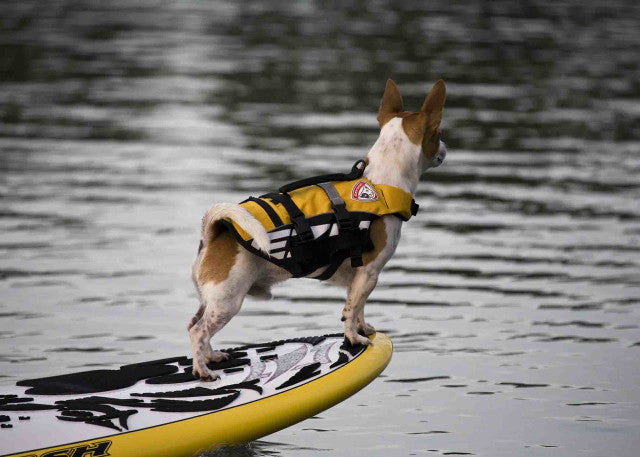 dog wearing Yellow Micro DFD life jacket on a surf boat