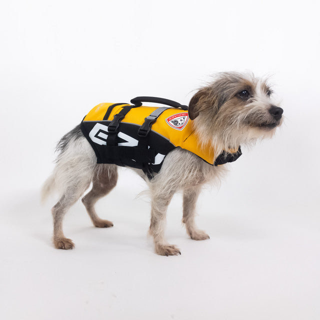 dog wearing Yellow Micro DFD life jacket