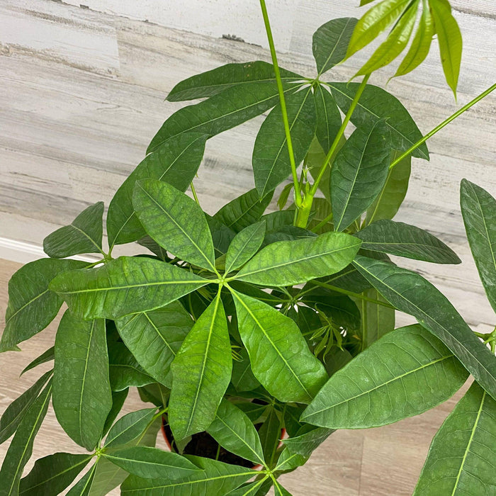 Money Tree - Braided - 10-inch Pot - Hicks Nurseries