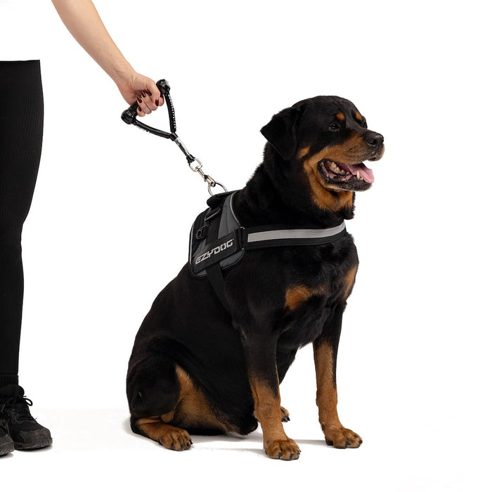 Dog wearing a harness with a leash, sitting on a white background