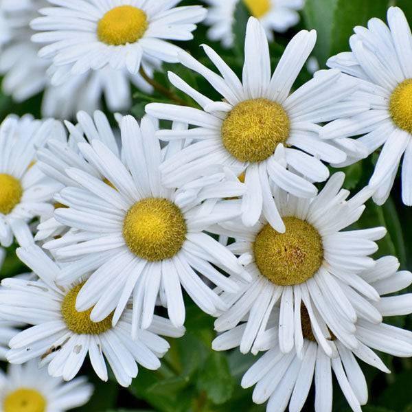 Montauk Daisy - 9-inch - Hicks Nurseries