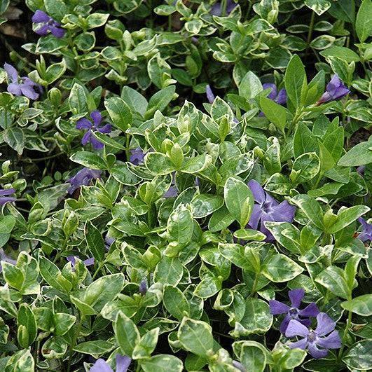 Myrtle - Ralph Shugert - 1 quart - Hicks Nurseries