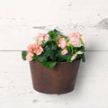 Napa Wall Pot - Teak - 9.5-inches - Hicks Nurseries