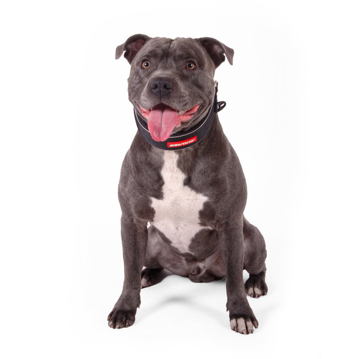 Dog wearing a collar with a visible brand logo on a white background
