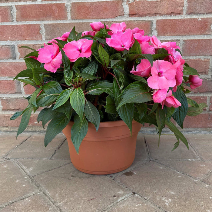 New Guinea Impatiens - 10-inch Tub - Hicks Nurseries
