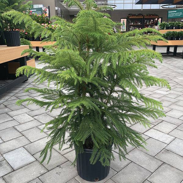 The Pickup & Local Delivery Only Norfolk Island Pine - 10-inch Pot shows off its soft, feathery green branches among other plants and tables on a tiled outdoor area at a garden center. Known for air-purifying qualities, its perfect for a festive touch.