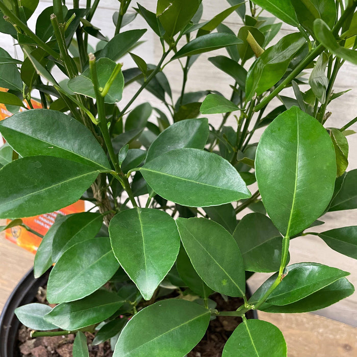 Orange - Calamondin - 3 gallon Pot - Hicks Nurseries