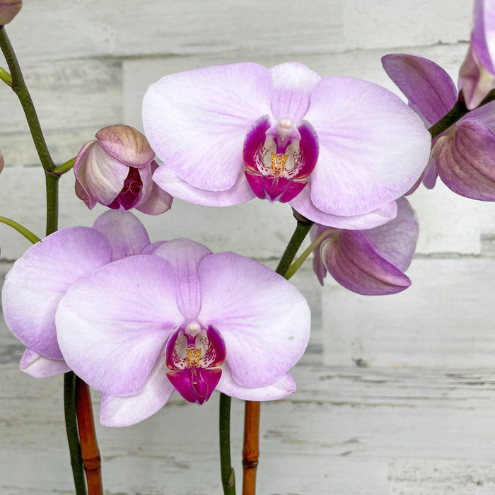Orchid - 5-inch - Ceramic Pot - Hicks Nurseries