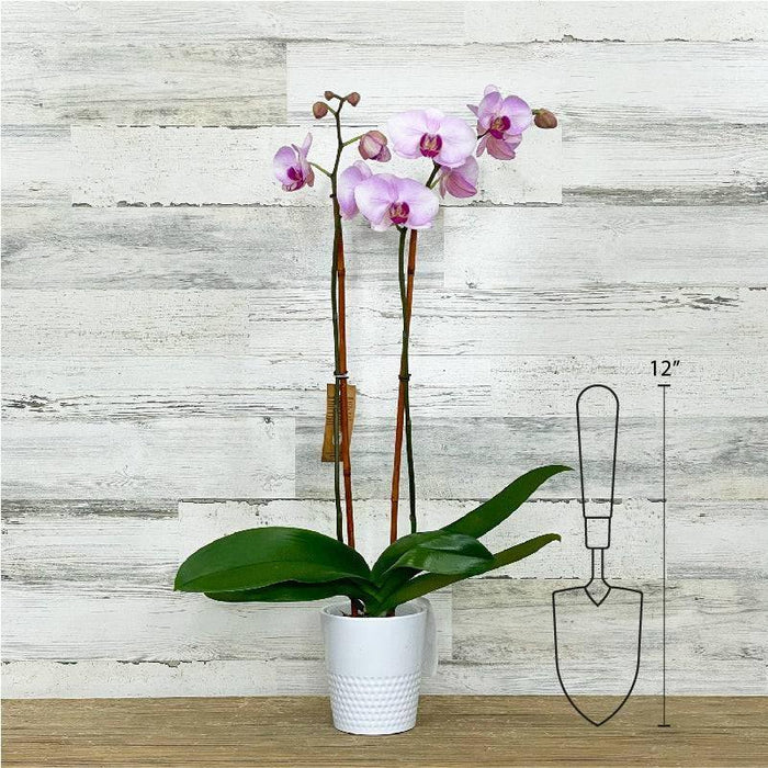 Orchid - 5-inch - Ceramic Pot - Hicks Nurseries