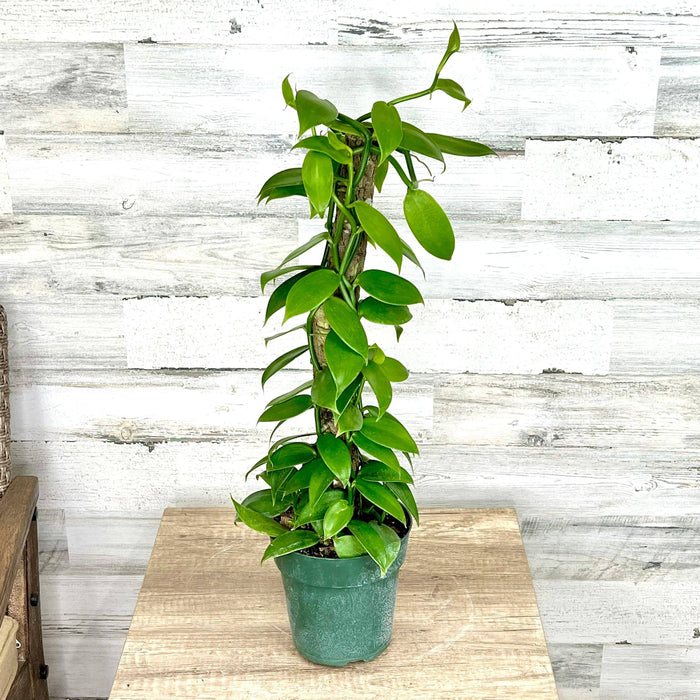 Orchid - Vanilla - 6-inch totem - Hicks Nurseries