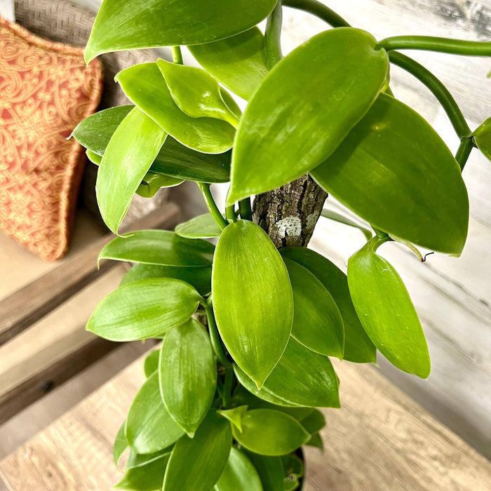 Orchid - Vanilla - 6-inch totem - Hicks Nurseries