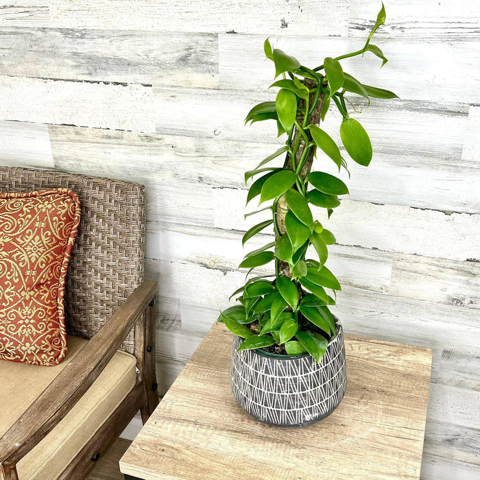 Orchid - Vanilla - 6-inch totem - Hicks Nurseries