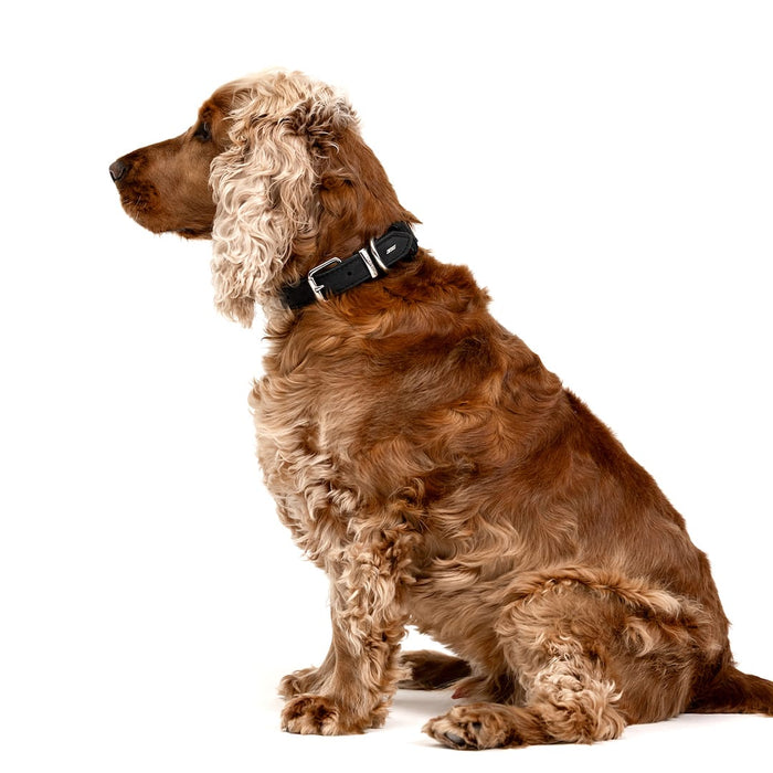 Brown dog with a black collar sitting on a white background