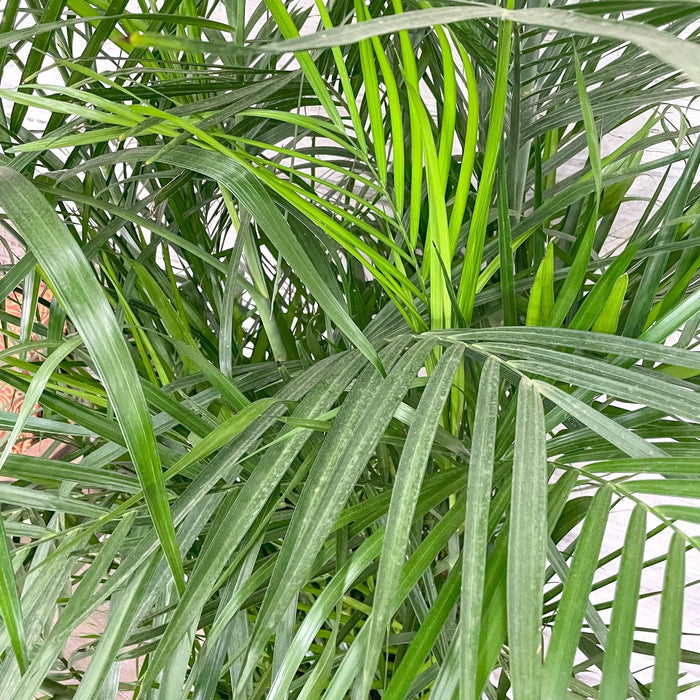 Palm - Bamboo - 14-inch Pot - Hicks Nurseries