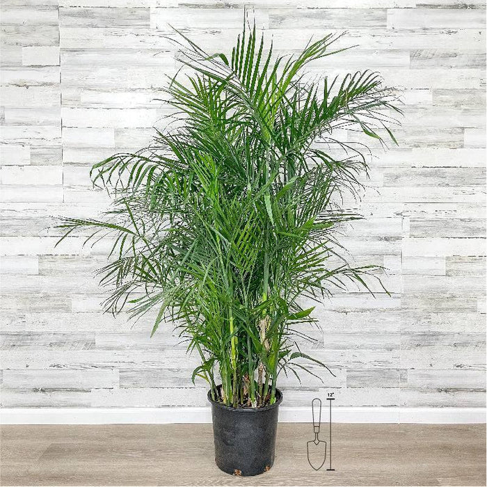 Palm - Bamboo - 14-inch Pot - Hicks Nurseries