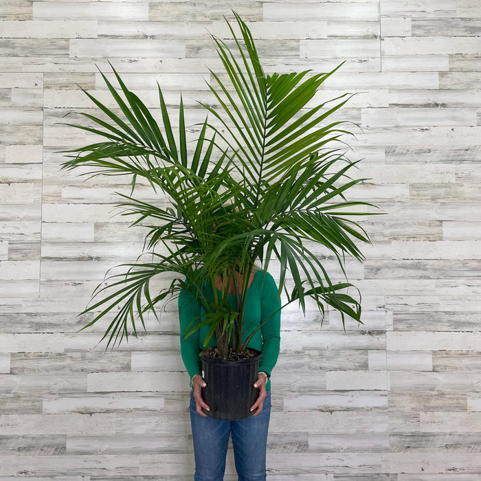 Palm - Majesty - 10-inch Pot - Hicks Nurseries