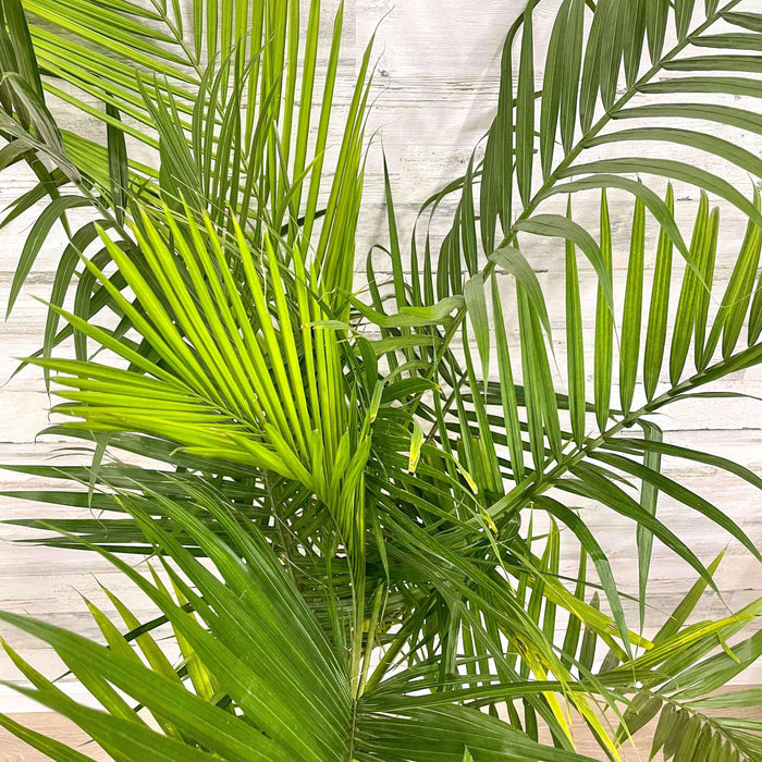 Palm - Majesty - 10-inch Pot - Hicks Nurseries