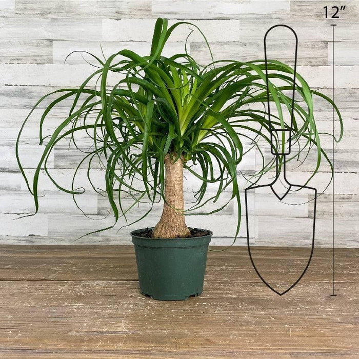 Palm - Ponytail - 6-inch Pot - Hicks Nurseries