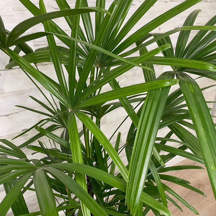 Palm - Rhapis - 10-inch Pot - Hicks Nurseries