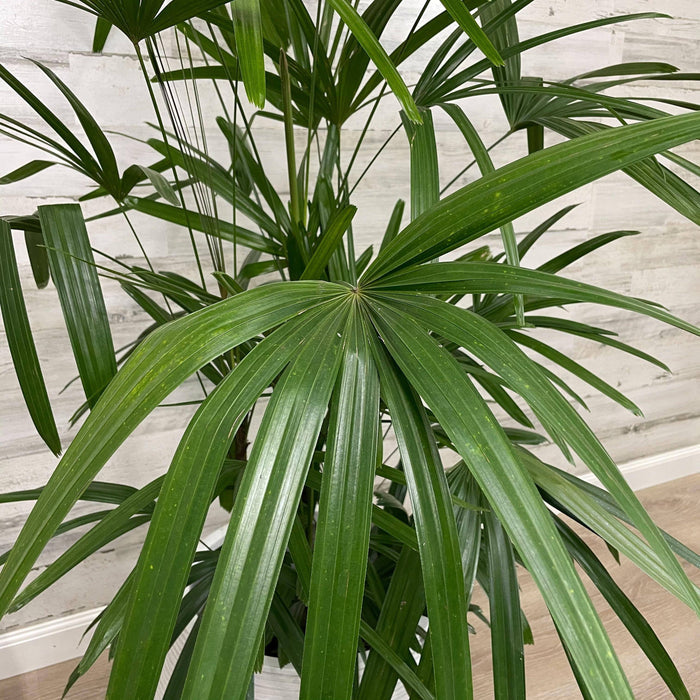 Palm - Rhapis - 10-inch Pot - Hicks Nurseries
