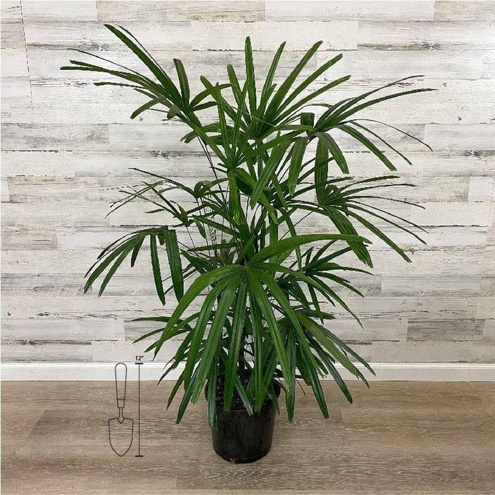 Palm - Rhapis - 10-inch Pot - Hicks Nurseries