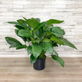 Peace Lily - 14-inch Pot - Hicks Nurseries